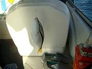 pict2811.JPG